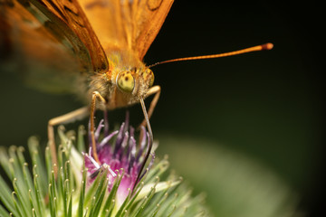 Very closeup view of a Silver-washed fritillary butterfly (Argynnis paphia) with much details