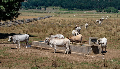 Cow will drink water