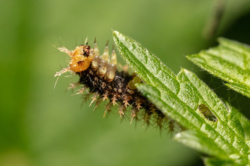 Caterpillar of the map butterfly  (Araschnia levana) crawling and feeding on a leaf