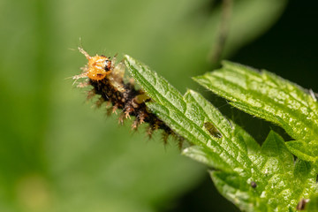 Caterpillar of the map butterfly  (Araschnia levana) crawling and feeding on a leaf
