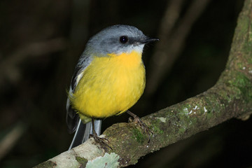 Obraz premium Eastern Yellow Robin in Australia