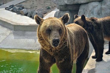 Obraz na płótnie Canvas Big brown bear walks outdoors, close up.