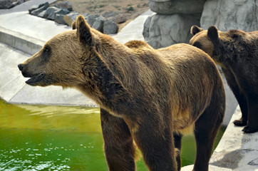 Big brown bear walks outdoors, close up.