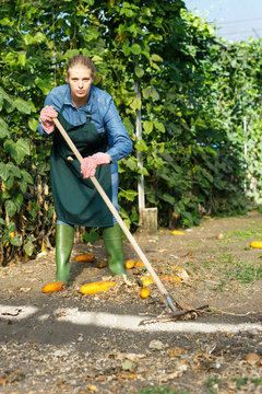 Woman gardener working near seedlings  and using  rake in  hothouse