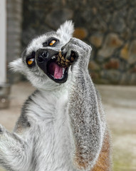 Ring-tailed lemur in a zoo close up