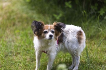 Close up macro view of cute white brown dog on green grass background.