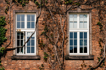 Fototapeta na wymiar Wall of house with windows and creeper. Ancient building with sprawling liana.