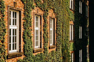 Fototapeta na wymiar Green ivy covers brick wall with windows
