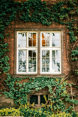 Green ivy covers brick wall with windows