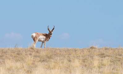 Naklejka na ściany i meble Pronghorn Antelope Buck in Arizona's Summer Grass Looking at the Camera 