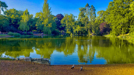 lake in the forest