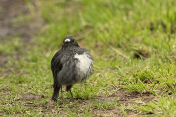 Obraz premium New Zealand Robin