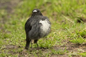 New Zealand Robin