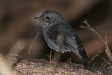 New Zealand Robin