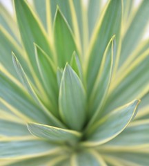 closeup of aloe vera plant