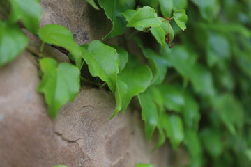 green leaves on tree