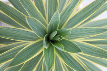 green leaf of palm tree
