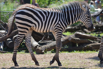 A baby zebra in the outdoors