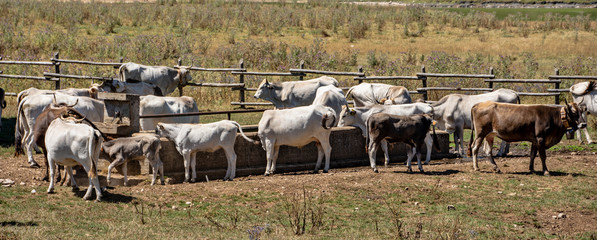 Cow will drink water
