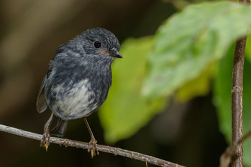 New Zealand Robin