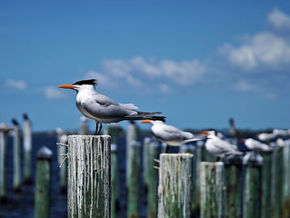 Sea gulls and pelicans in the tropics hanging out on the docks     