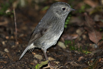 New Zealand Robin