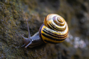 A snail leaves footprints as it crawls over a paving stone