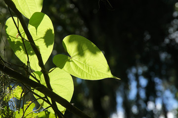 Abstract foliage in the garden with light playing on the shapes