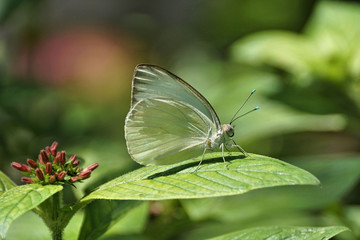 Butterfly resting on a flower  