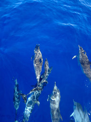 Dolphins swimming near Sao Miguel Island, Azores Islands, Portugal