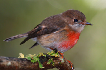 Pacific Robin in Australia
