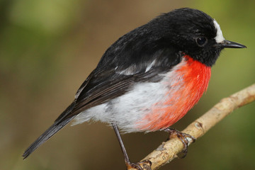 Pacific Robin in Australia