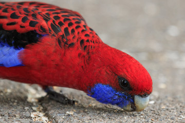 Crimson Rosella in Australia