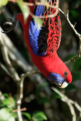 Crimson Rosella in Australia