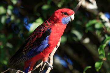 Crimson Rosella in Australia