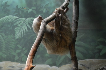 A sloth hanging on a branch