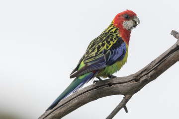 Eastern Rosella in Australasia