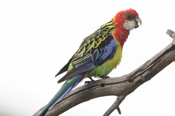 Eastern Rosella in Australasia