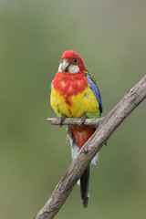 Eastern Rosella in Australasia