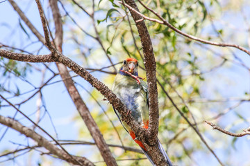 Pale Headed Rosella in Australia