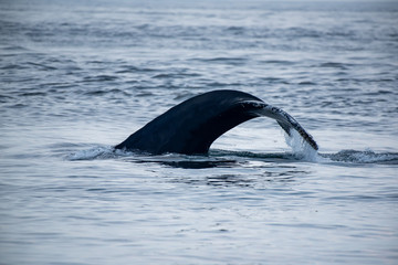 Fototapeta premium Humpback whale tail