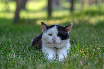Old dirty black and white cat with collar lying in the grass, lazy relaxing time