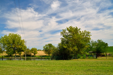 Obraz premium tree in a field