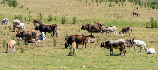 Herd of free grazing cows