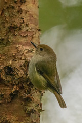 Large Billed Scrubwren in Australia