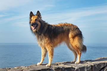 Poised Belgian Shepherd female Tervuren pure breed standing on a rocky path or a fence with the ocean or sea behind, adorable pedigree dog or lovely pet with a healthy and happy active lifestyle
