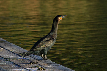 Black Shag Great Cormorant in Australasia