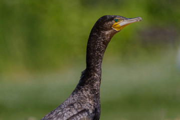 Black Shag Great Cormorant in Australasia
