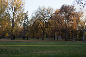 Trees