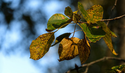 Spotted leaves, autumn, fall